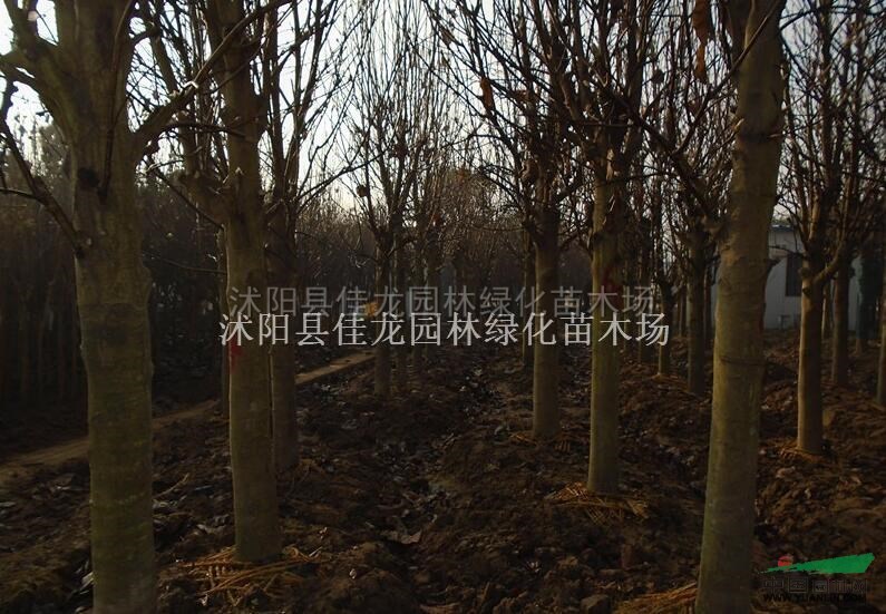 红玉兰批发/红玉兰直销 /红玉兰价格