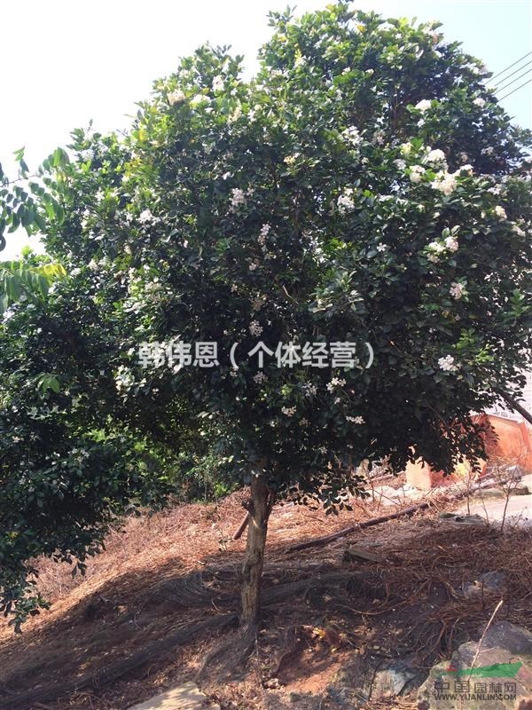 佛山三水地区4-7公分九里香