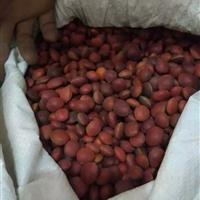 红豆树种子供应张家界地区宏茂生态种苗有限公