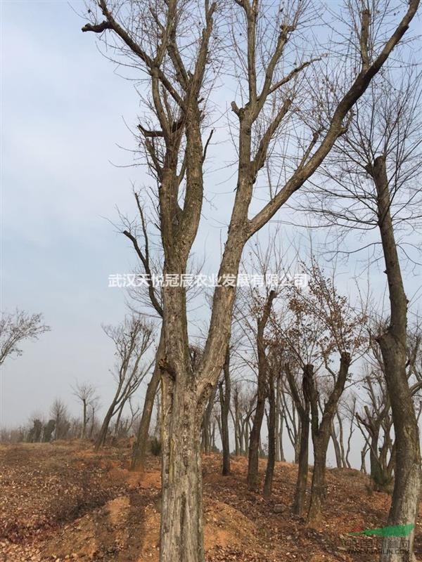 常年供应各规格三角枫