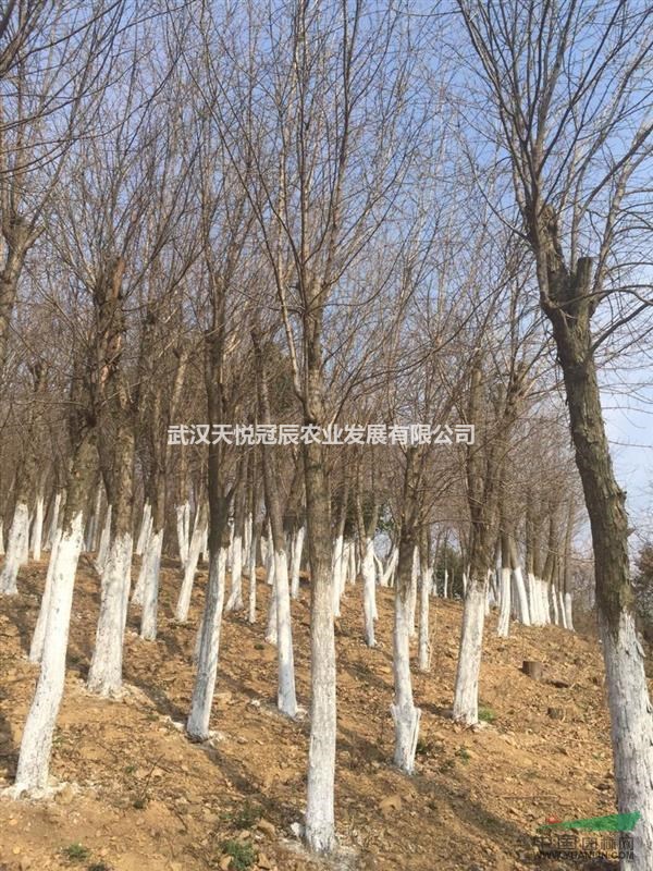 常年供应各规格三角枫