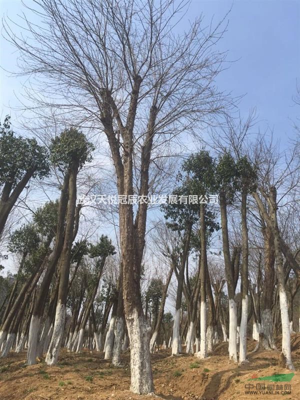 常年供应各规格三角枫