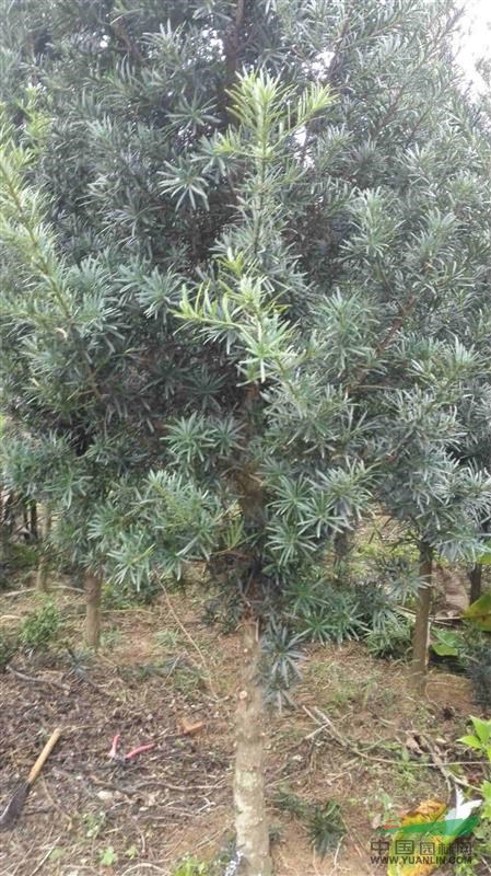 廣東地區(qū)大量出售羅漢松地苗  羅漢松袋裝苗  香樟樹(shù)地苗 