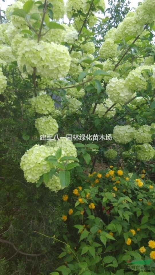 麻叶绣球供应/麻叶绣球报价/麻叶绣球图片