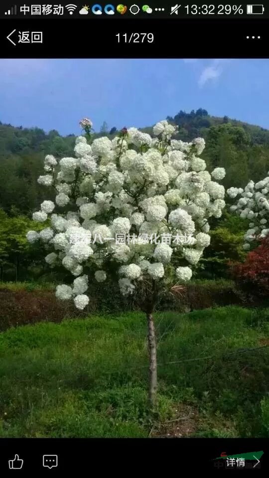 麻叶绣球供应/麻叶绣球报价/麻叶绣球图片