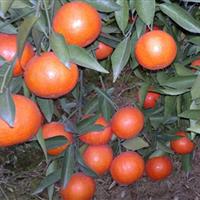 湖南常德市树人供应柑橘新品种世纪红苗 脐橙