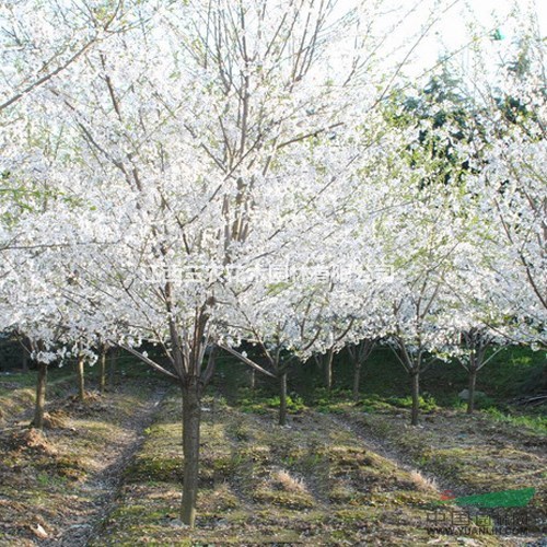 速生早樱-樱花新品种栽培技术与管理养护 速生