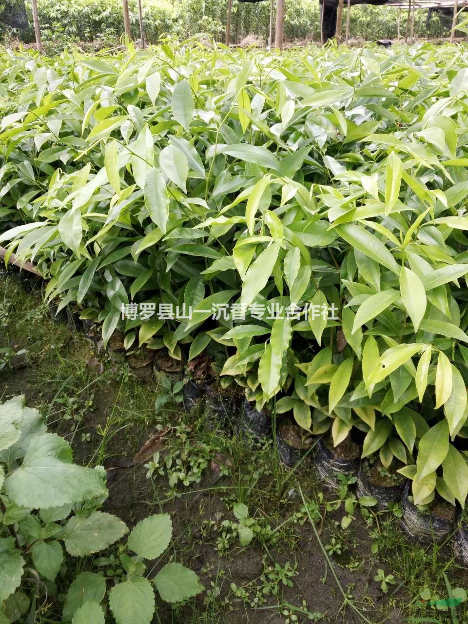 沉香苗40公分高，广东低价供应沉香苗，沉香树