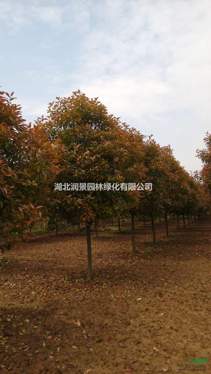 湖北 优质红叶石楠6-12公分大量供应