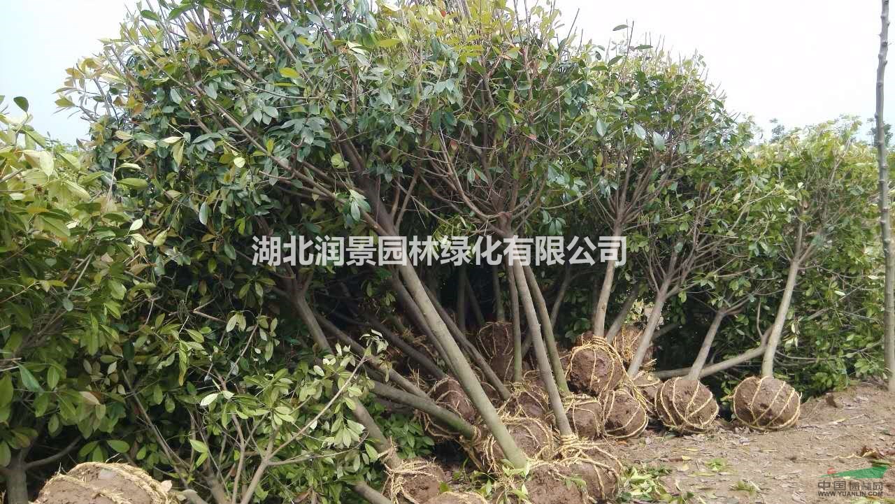 湖北 优质红叶石楠6-12公分大量供应
