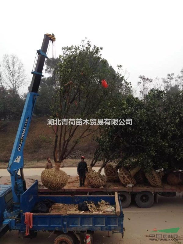 大量供应15-30精品柚子树
