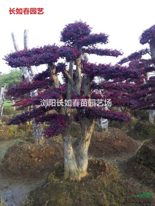 温馨提示: 以上是关于【红花继木,造型红继木,红继木盆栽,红继木盆景,红继木树球】的详细介绍, 产品由浏阳长如春苗园艺场为您提供,如果您对浏阳长如春苗园艺场产品信息感兴趣可以联系供应商 ,您也可以查看更多与【红花继木】相关的产品!