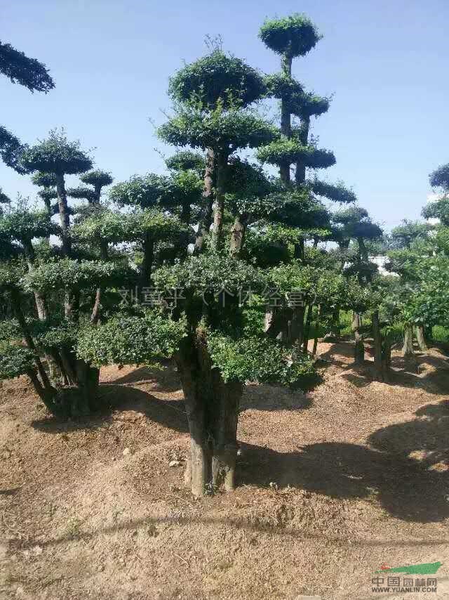对节白蜡5报价/湖北对节白蜡5报价