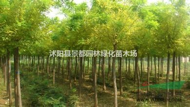 耐寒绿化苗木黄金槐 金叶国槐 金枝国槐 嫁接黄槐适合北方