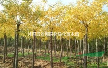 耐寒绿化苗木黄金槐 金叶国槐 金枝国槐 嫁接黄槐适合北方