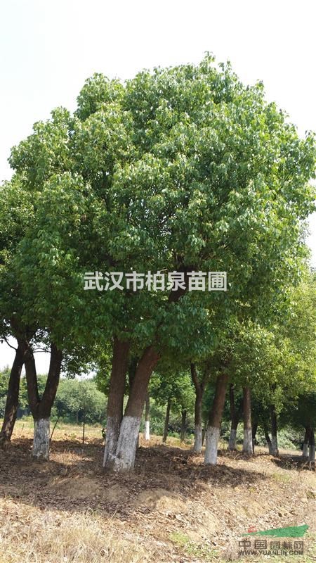 移栽三年,25公分以上樟树,价格实惠,机会不多,不容错过