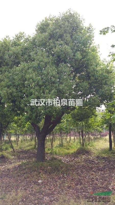 移栽三年,25公分以上樟树,价格实惠,机会不多,不容错过