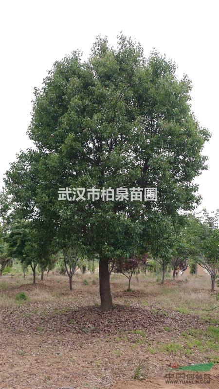 移栽三年,25公分以上樟树,价格实惠,机会不多,不容错过