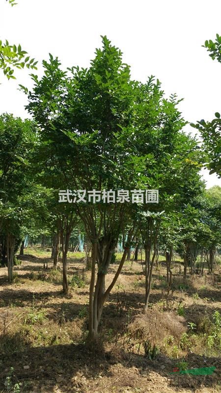 大丛生紫薇，高300-350公分，篷径200-300公分