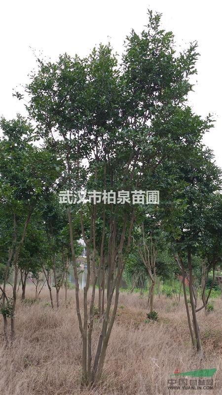 大丛生紫薇，高300-350公分，篷径200-300公分