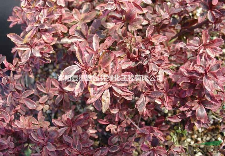 基地大量供应小丑火棘