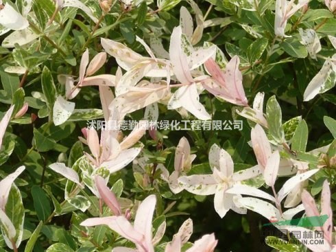 基地大量供应彩叶杞柳