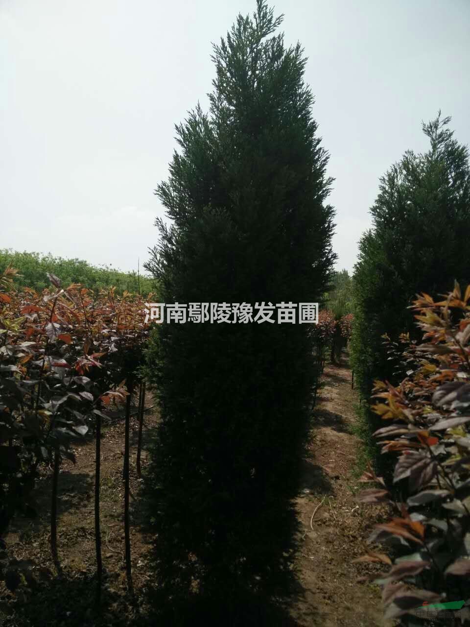 河南桧柏价格,河南鄢陵河南桧柏花木基地,河南桧柏批发,河南园林绿化苗木花木种植基地河南桧柏,别名桧柏、刺柏,古称桧、栝,柏科,性喜光、幼树耐庇荫。 常绿乔木,高达20米,胸径3.5米,树冠尖塔形或圆锥形,老树广卵形。叶2型,幼树或基部徒长的萌糵枝上多为三角状钻形,3叶轮生,基部有关节并向下延生;老树多为鳞形叶,对生,紧密贴于小枝上;亦有从小一直全为钻形叶的植株。花雌雄异株,雄球花秋季形成,次年开放,花黄色;雌球花形小,球果次年成熟,浆果状不开裂,外被白粉;鄢陵多为雄株,桧柏在鄢陵经过长期栽培,树冠塔形,枝