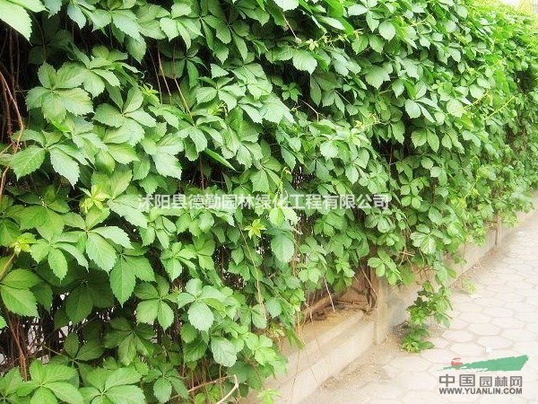 基地大量供应三叶地锦