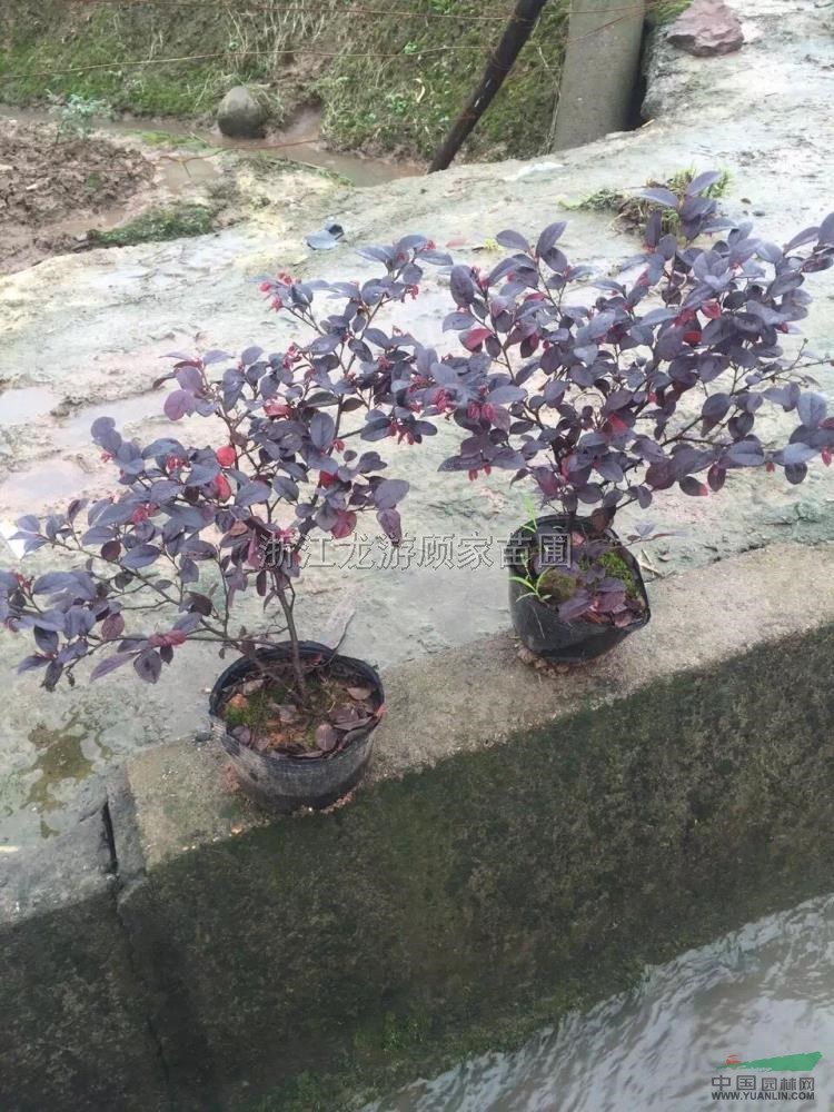 红花继木红花球,大杯视频苗v红花/浙江容器继木春官小毛活图片