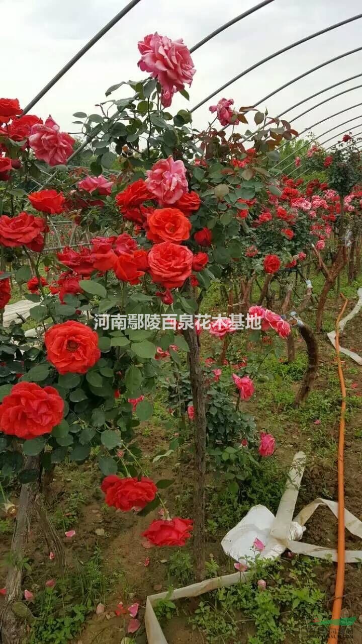 供应用于园林绿化的河南鄢陵月季批发苗木花木基地价格,月季价格,月季基地,盆月季,河南鄢陵盆月季价格行情,园林绿化苗木尽在河南鄢陵县材林花木有限公司,河南鄢陵县材林花木有限公司供应盆月季,带营养钵,独干月季,树状月季,大花月季,丰花月季,杂花月季,藤本月季。价格优惠,保质保量,上货速度快,信誉度高,是您买月季好的选择。 月季,被称为花中皇后又称月月红,蔷薇科。常绿或半常绿低矮灌木四季开花多红色偶有白色可作为观赏植物,可作为药用植物,也称月季花。自然花期5至11月,花大型,有香气,广泛用于园艺栽培和