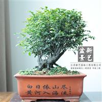 老桩小叶紫檀盆景一本多支树桩造型盆景室内外造型盆景图片