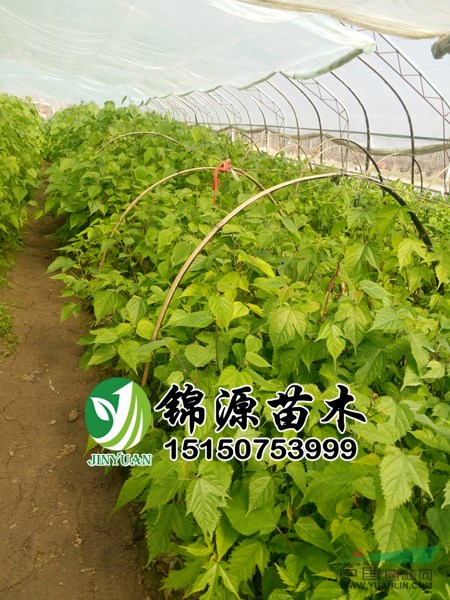 杂交构树苗 组培构树苗 青储饲料