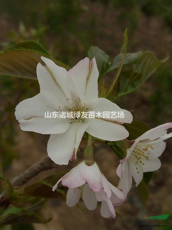 蝴蝶樱丨日本樱花品种早樱质之胡蝶樱