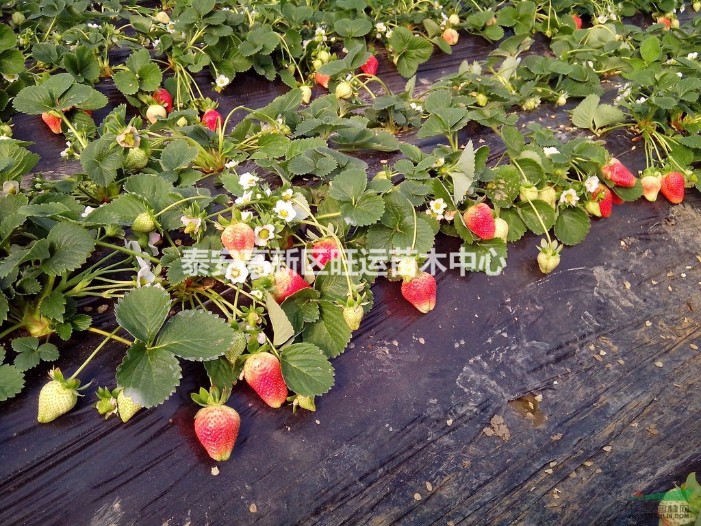 泰安供应四季草莓苗 甜宝草莓苗 甜查理草莓苗 品种齐全量大从