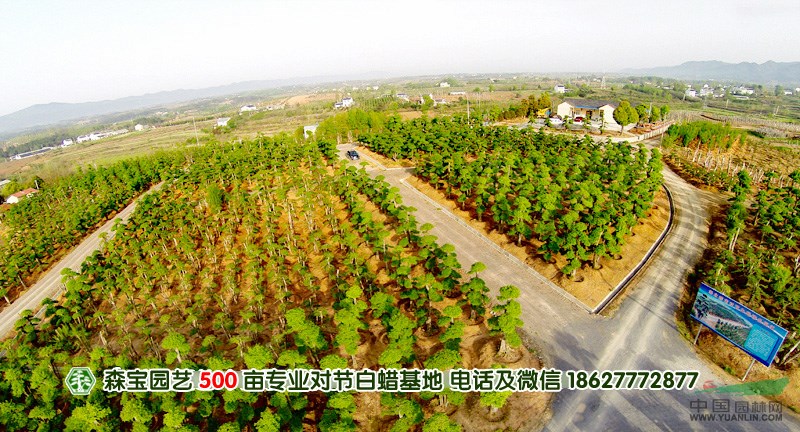 对节白蜡树桩盆景批发|京山对节白蜡树桩盆景