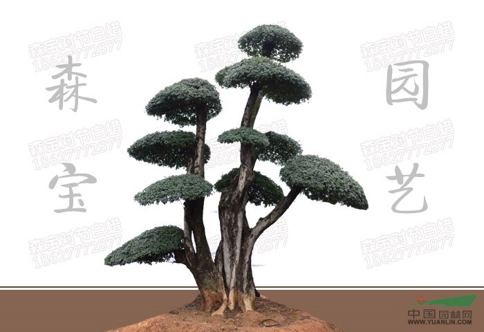 对节白蜡树桩盆景批发|京山对节白蜡树桩盆景