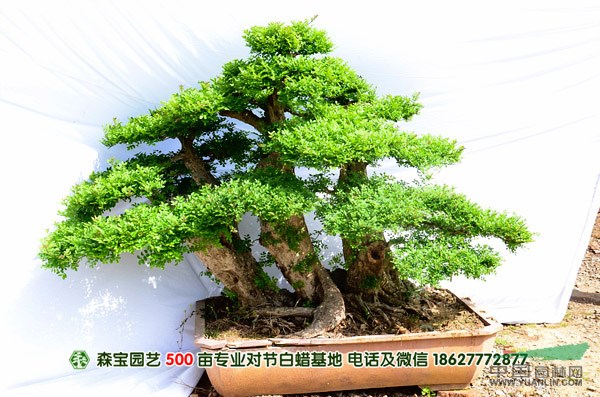 对节白蜡树桩盆景批发|京山对节白蜡树桩盆景