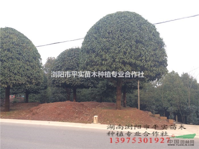湖南专供精品别墅金桂基地,浏阳种植合作社直嘉善联排别墅云都花园图片