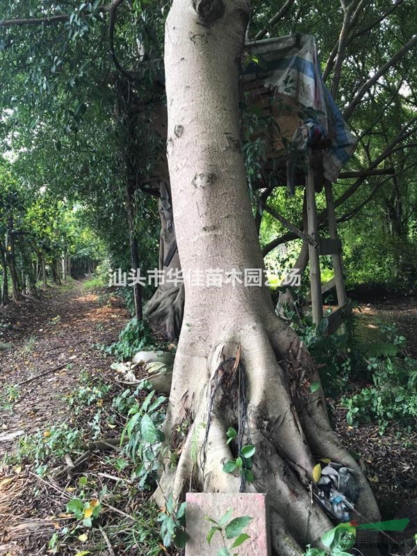 广东地区供应小叶榕高8米，米径40公分。