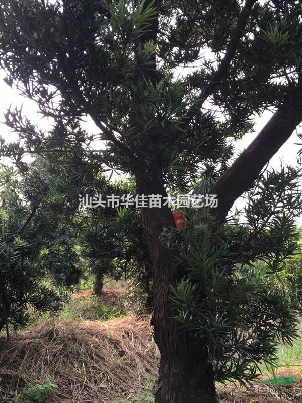 广东地区供应10公分量25公分罗汉松
