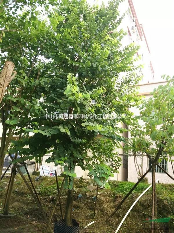 宮粉紫荊14－15分假植苗