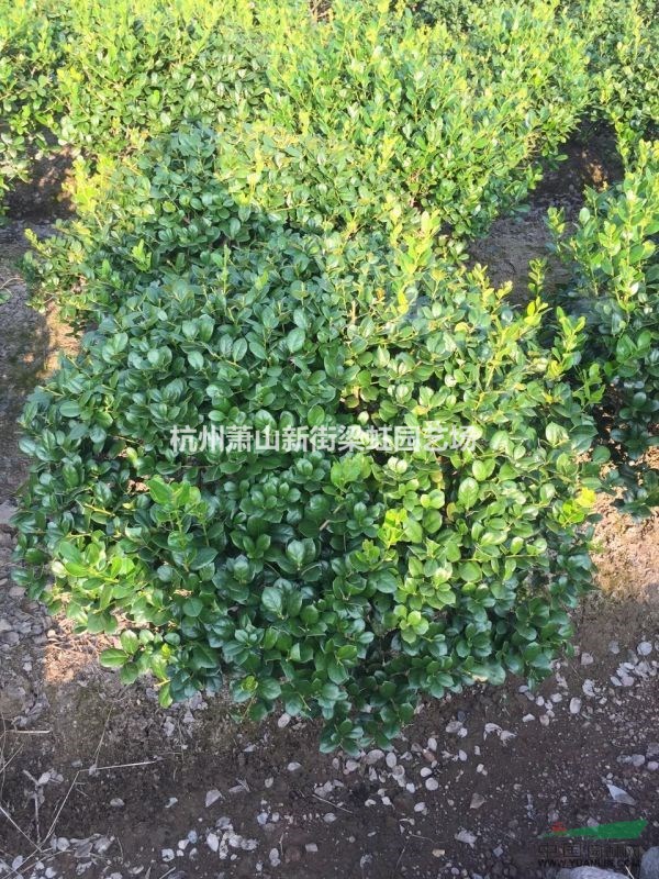 无刺狗骨,无刺狗骨供应,萧山苗木,2017年无刺狗骨低价格