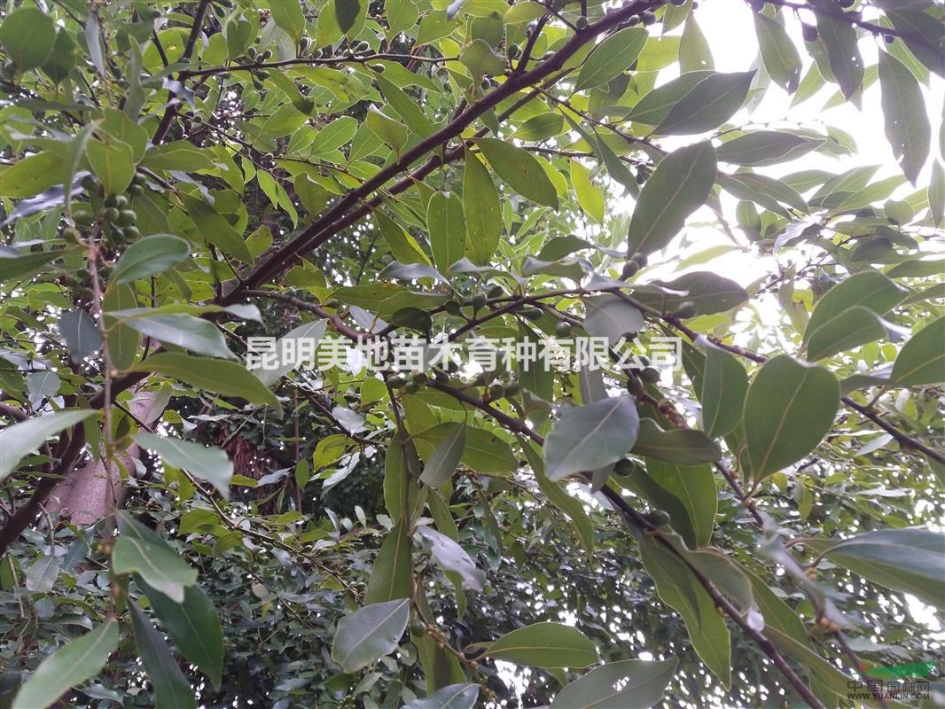 香面叶树种子香油果种子香叶树种子
