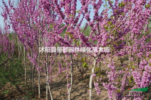 ϾС硢ޱС硢