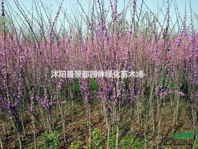 ϾС硢ޱС硢