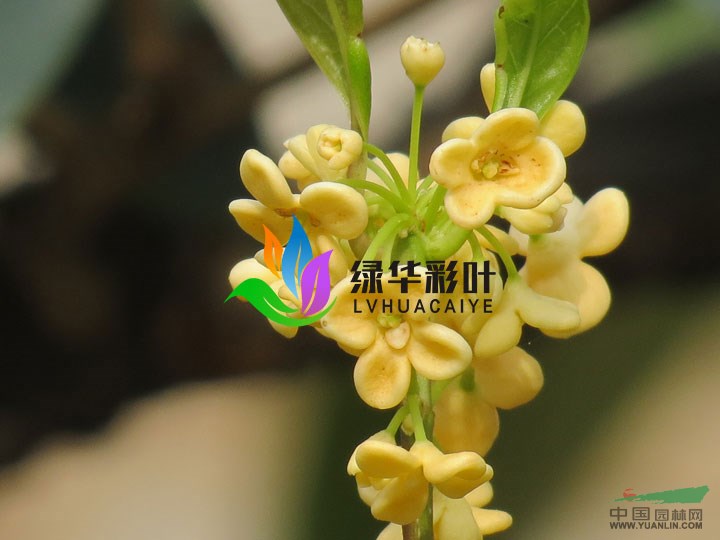 正宗天香台阁桂花四季桂桂花纯正桂花批发彩叶绿化天香台阁小苗