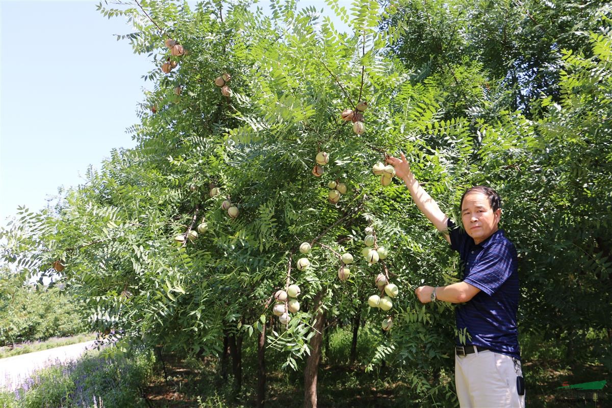 产品供应 > 木本油料树种文冠果   联系方式 杨凌金山农业科技有限