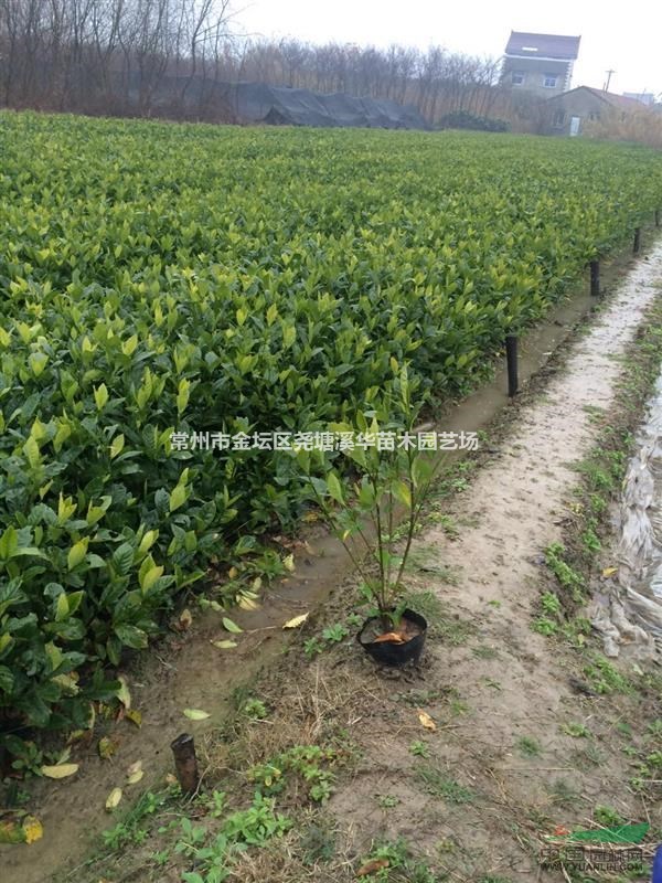 常州夏溪苗圃批发供应【海桐小毛球,当地一手*低货源基地_种植厂家