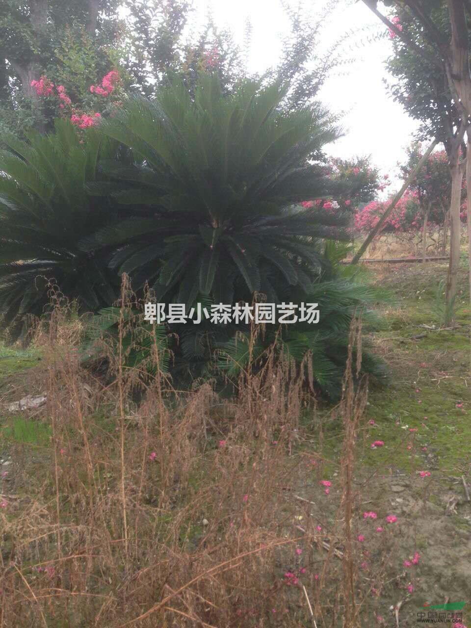 铁树,苏铁