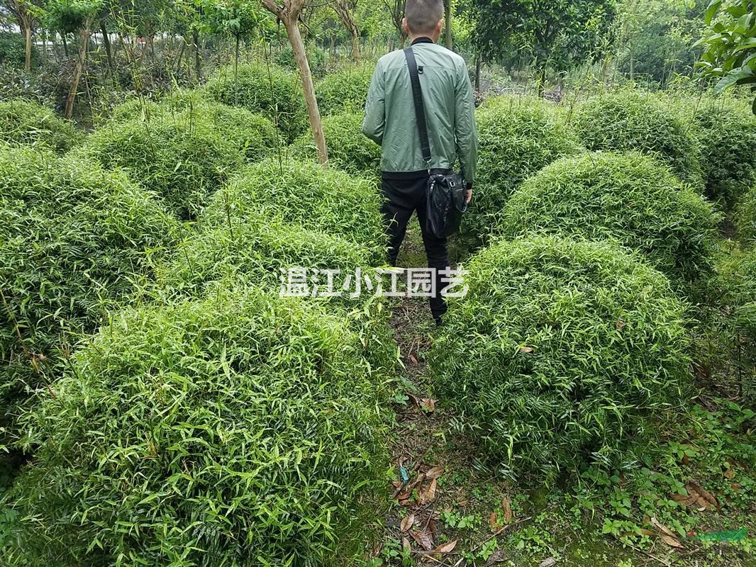 温江熊猫竹价格 成都四川熊猫装竹球价格